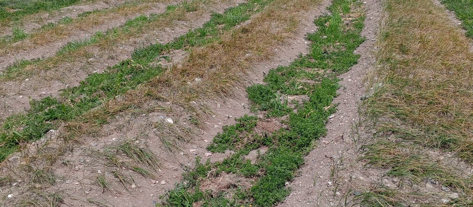Tıbbi aromatik bitki sahamızdan bir görüntü