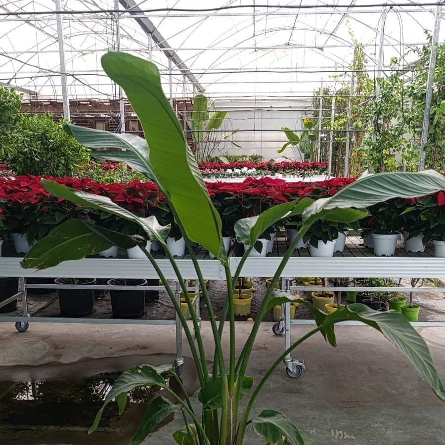 Çiçekçilik Yetiştiriciliği görseli